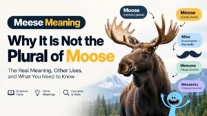 Meese Meaning: Why It Is Not the Plural of Moose